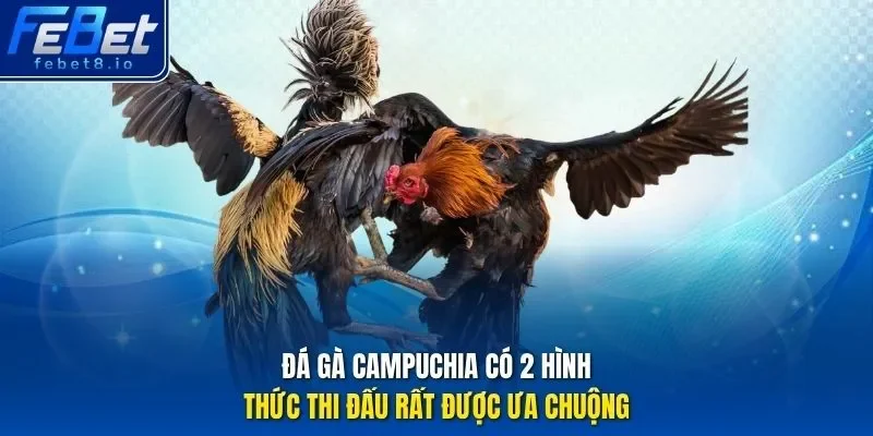 Đá gà Campuchia có 2 hình thức thi đấu rất được ưa chuộng